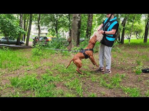 Обучение собаки новым умениям