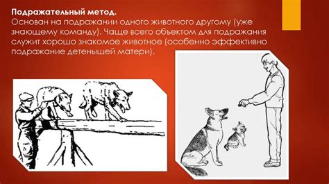 Альтернативные подходы к дрессировке