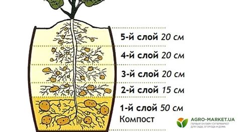 Альтернативные способы хранения картошки