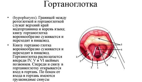 Анатомические особенности кошачьего горла