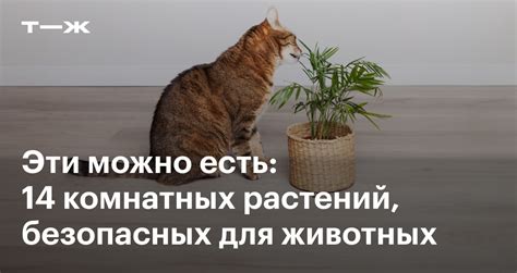 Безопасные для животных мышеловки