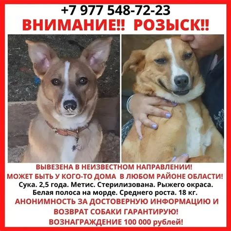 Важное объявление: розыск пропавшей сударыни