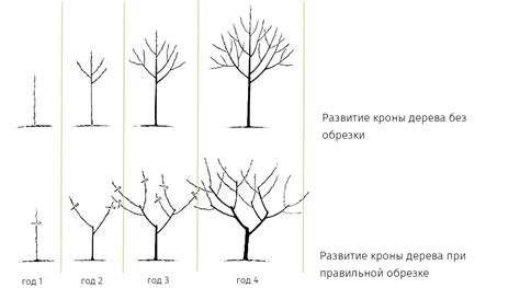 Важность ухода и обрезки