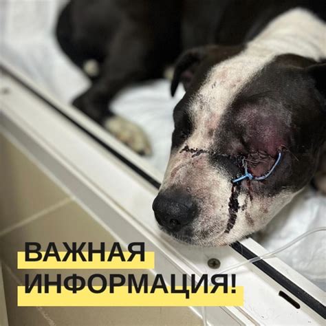 Важные моменты, связанные с бранием собаки за хвост