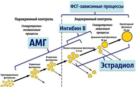 Взаимосвязь АМГ и Дюфастона