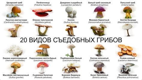 Виды грибов, разрешенные на диете Дюкана
