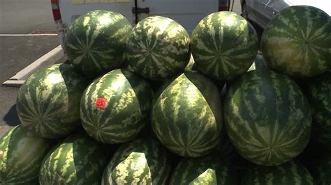 Влияет ли минусовая температура на вкус и качество арбузов