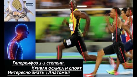 Влияние валерьянки на спортивные показатели