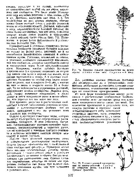 Влияние генетики на форму дерева