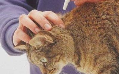 Влияние глистов на кошку