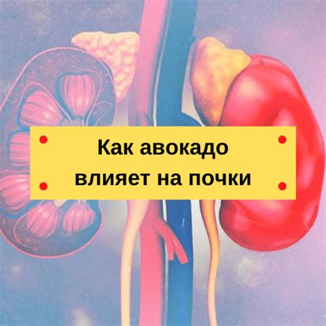 Влияние каркаде на почки