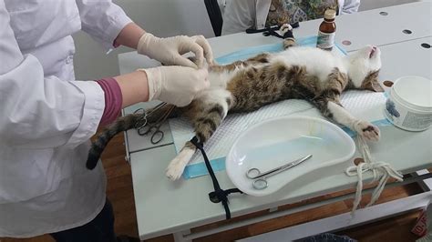 Влияние кастрации на половую функцию котов
