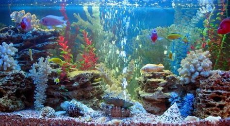 Влияние ракушек на качество воды в аквариуме