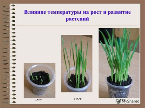 Влияние ракушек на рост и развитие цветов