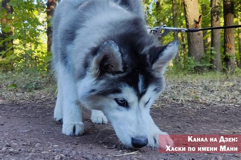 Влияние смены хозяина на здоровье собаки
