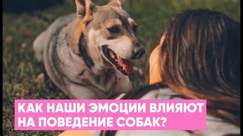 Влияние смены хозяина на поведение собаки