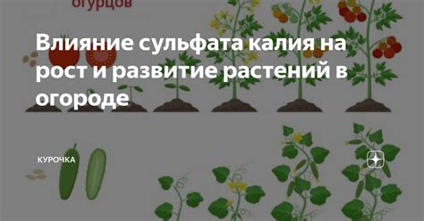 Влияние смешивания селитры и сульфата калия на урожайность