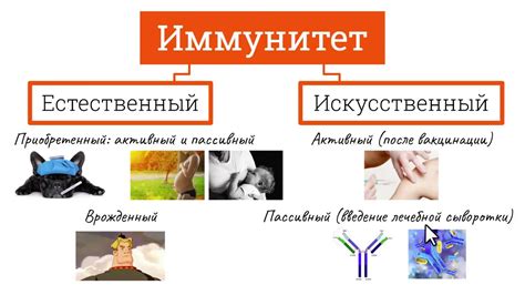 Влияние соседства на здоровье и иммунитет вишни и можжевельника