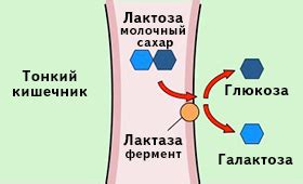 Влияние структуры лактозы на усвоение молока