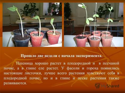 Влияние тени на рост и развитие тыквы