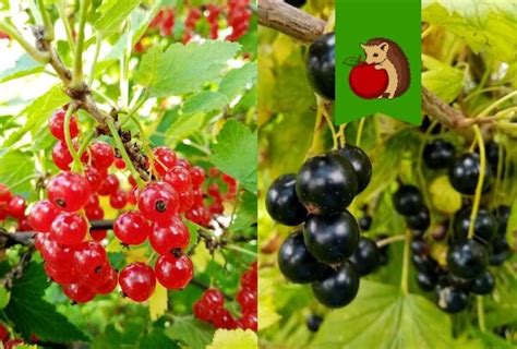 Влияние черничных культур на черную смородину