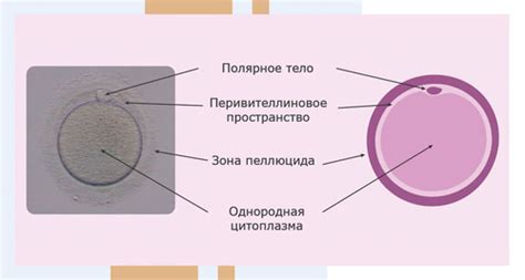 Влияние эскапела на качество яйцеклеток