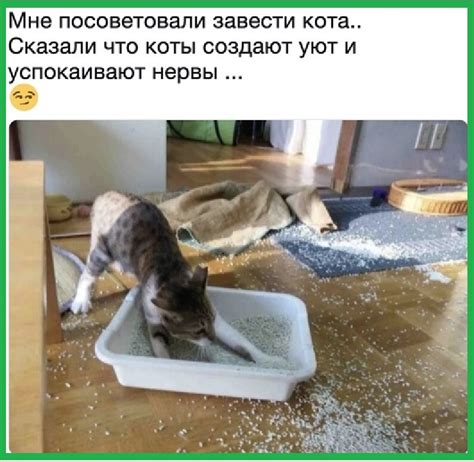 Вода и заживление после укола у собаки