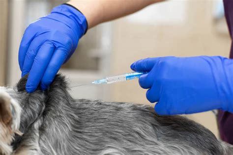Вода и процесс восстановления укола у собаки