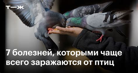 Вода с марганцовкой и профилактика болезней птиц