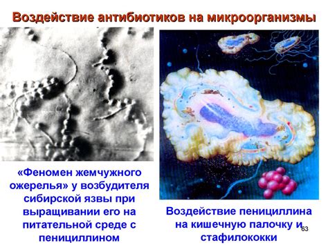 Возможное влияние смены партнера на микроорганизмы