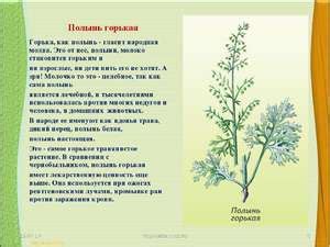 Возникновение побочных эффектов при употреблении полыни