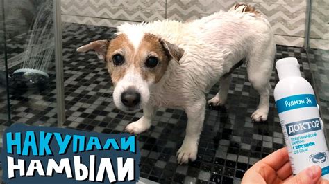 Восстановление шерсти у собаки после ожога