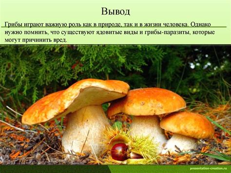 Вред или польза: грибы просроченные на 2 дня