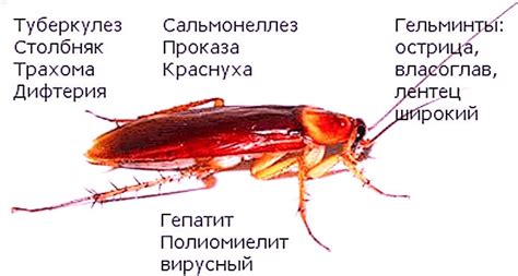 Вред от насекомых в пище