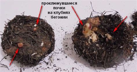 Выбор подходящего горшка для посадки