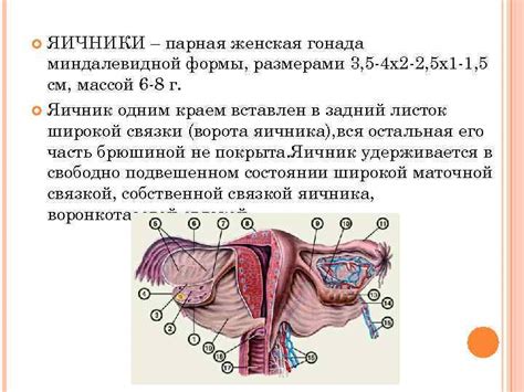 Генетический фактор и размер влагалища