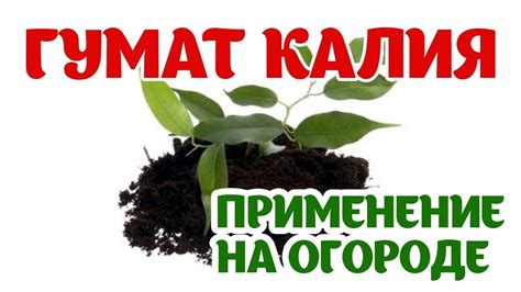 Гумат калия осенью: применение и результаты