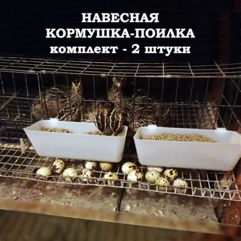 Детальное исследование на тему эффективности кормления перепелов кормом для бройлеров
