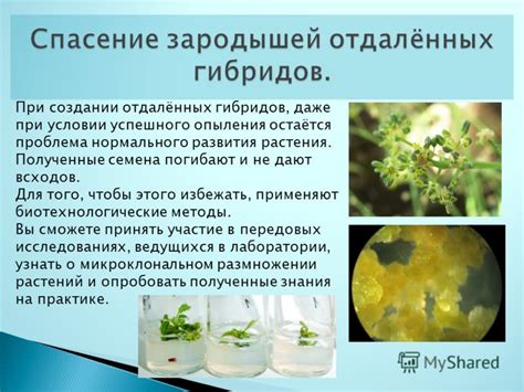 Дополнительные условия для успешного опыления