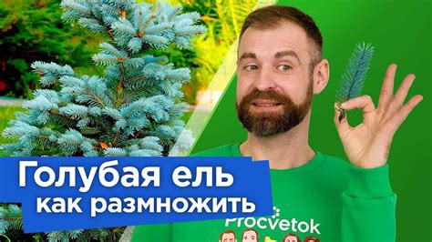 Жизненное пространство голубой ели