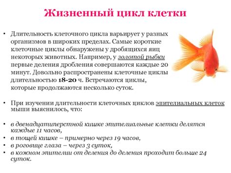 Жизненный цикл и поведение рыбки петушок