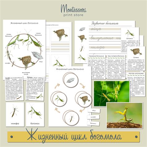 Жизненный цикл черных мышей