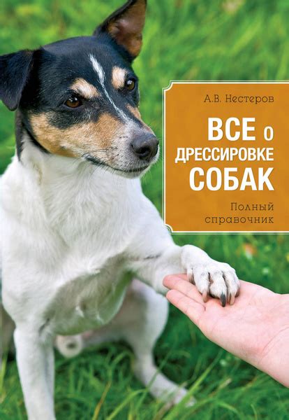 Заблуждения о дрессировке собак