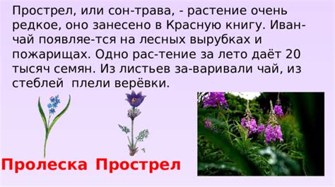 Занесение иван-чай в красную книгу