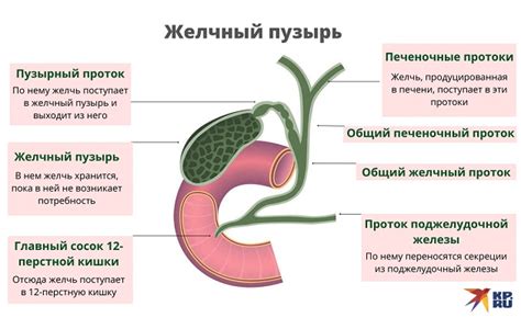 Застой желчи: причины и симптомы