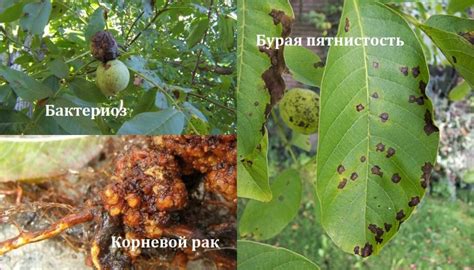 Защита грецкого ореха от вредителей и болезней в Татарстане
