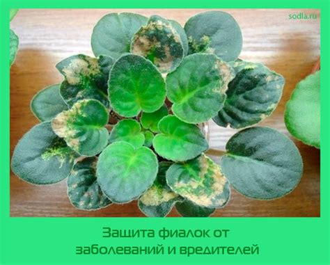 Защита камелии от заболеваний и вредителей