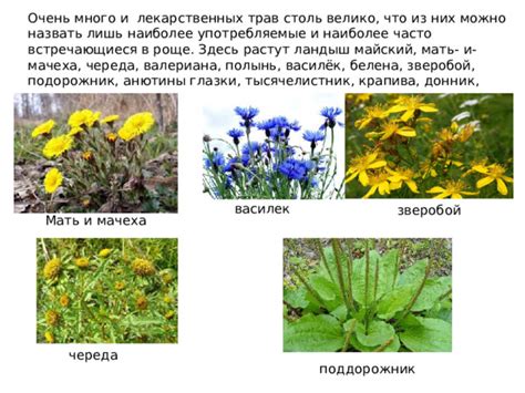 Зверобой и тысячелистник - совместимые травы