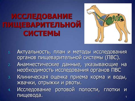 Исследование пищеварительной системы медицинских пиявок