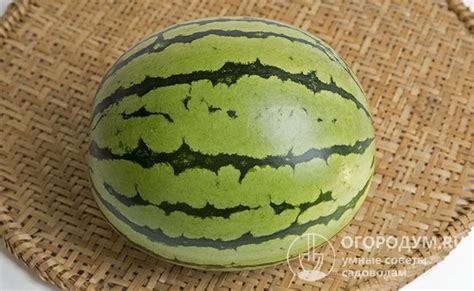 Какой вариант хранения арбузов лучше - при минусовой температуре или в холодильнике